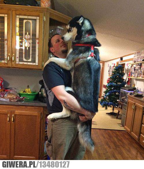 odkurzacz,husky,strach