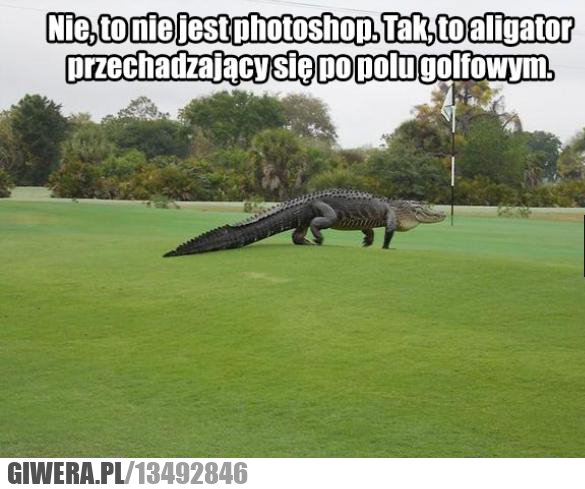 aligator , gracz w golfa.