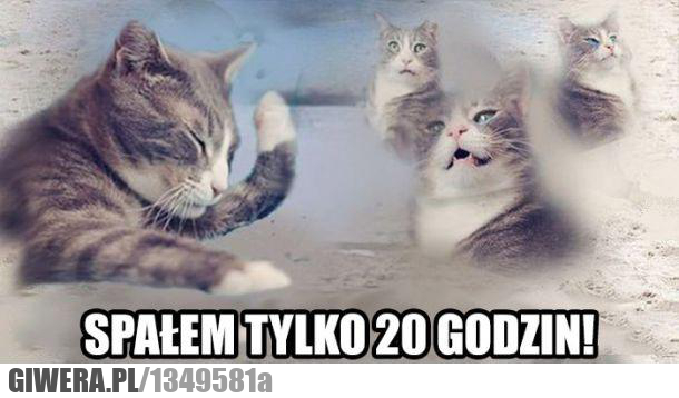 koty