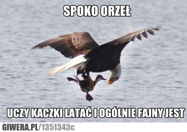 orzeł