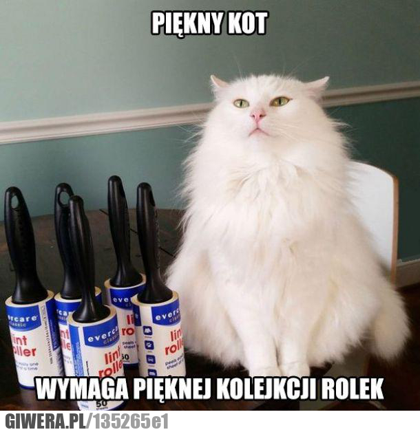 piękny kot