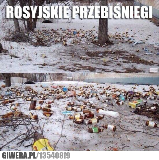 przebiśniegi