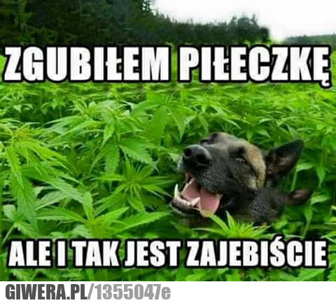 Piłeczka,pies,marihuana,narkotyki