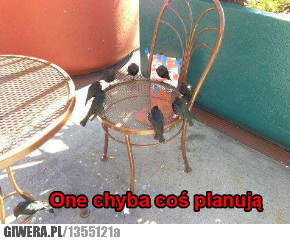 ptaki,posiedzenie,narada