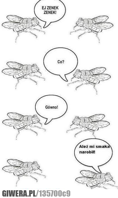 zenek,mucha,gówno