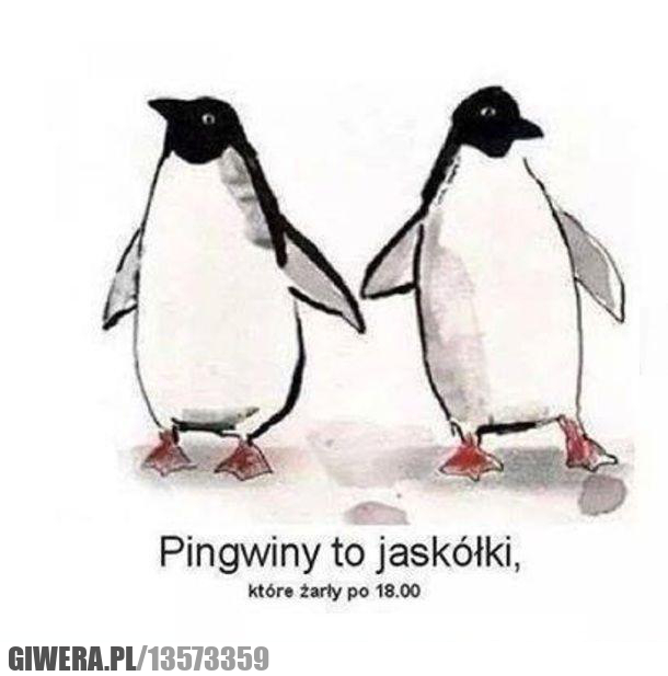 pingwiny