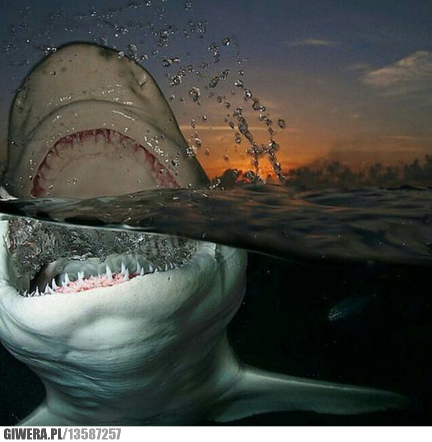 Rekin,szczęki