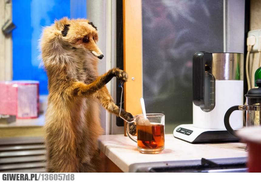 saga,lis,smieszne,herbata,wypchany