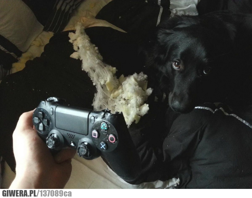 piesek,ps4,pad,zły piesek