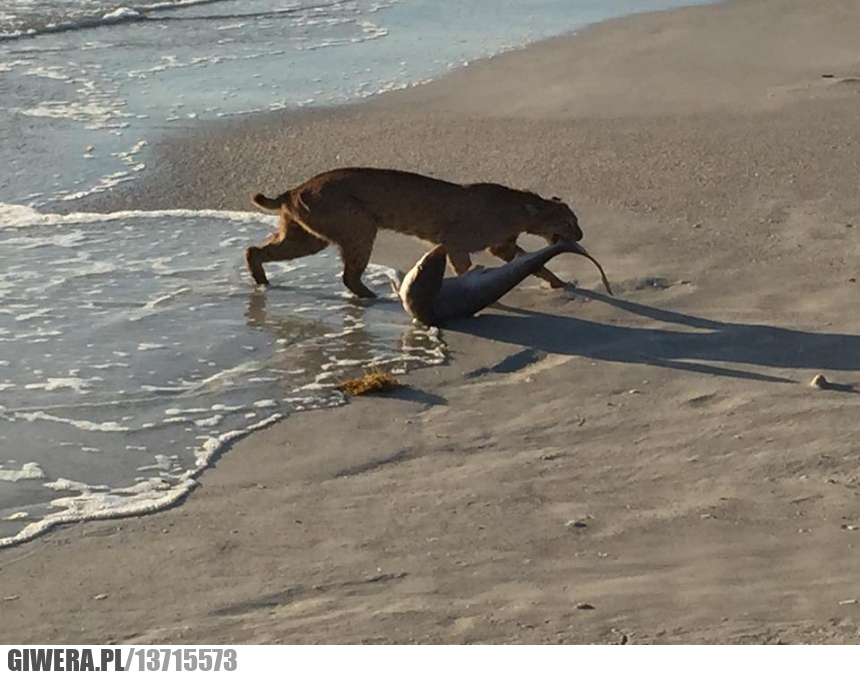 Ryś,rekin,morze,natura