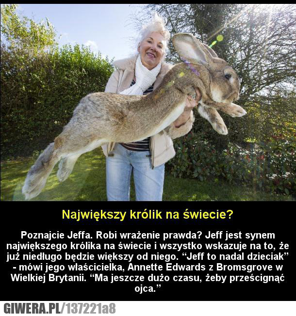 króliczek