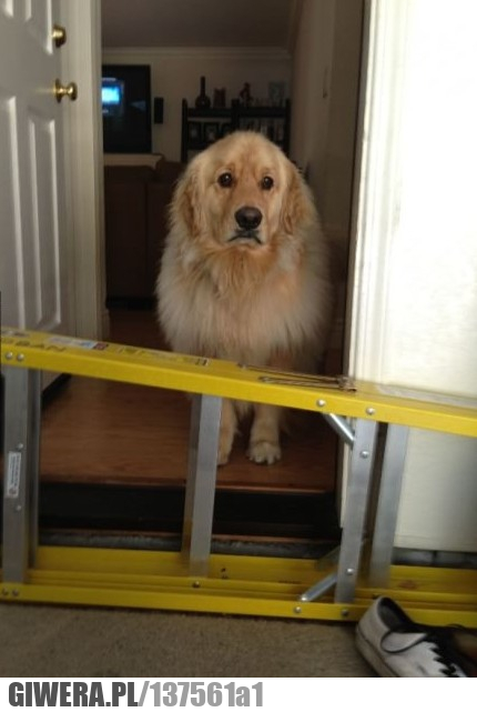 Golden Retriever,drabina