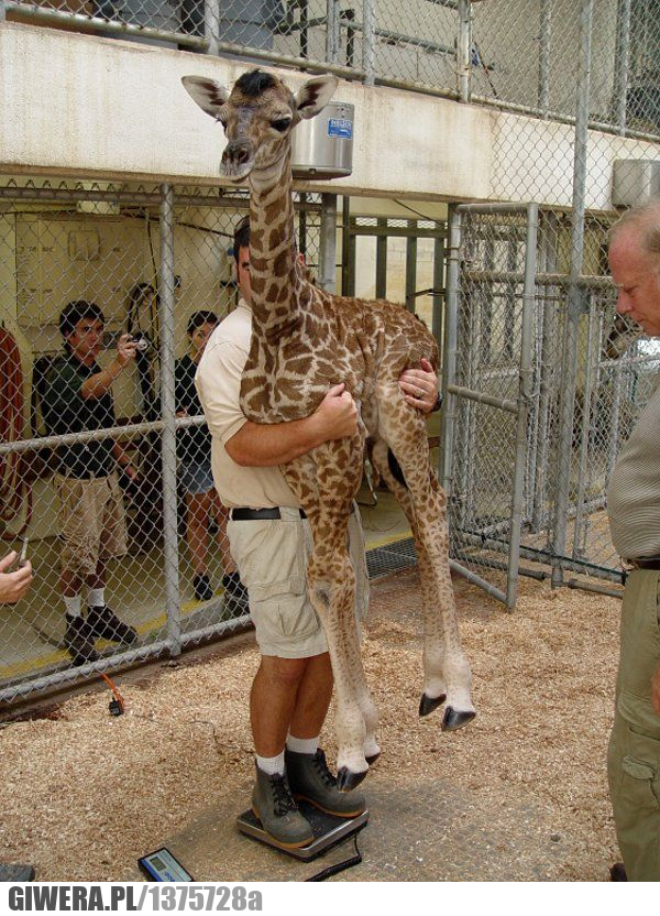 zoo,waga,żyrafa