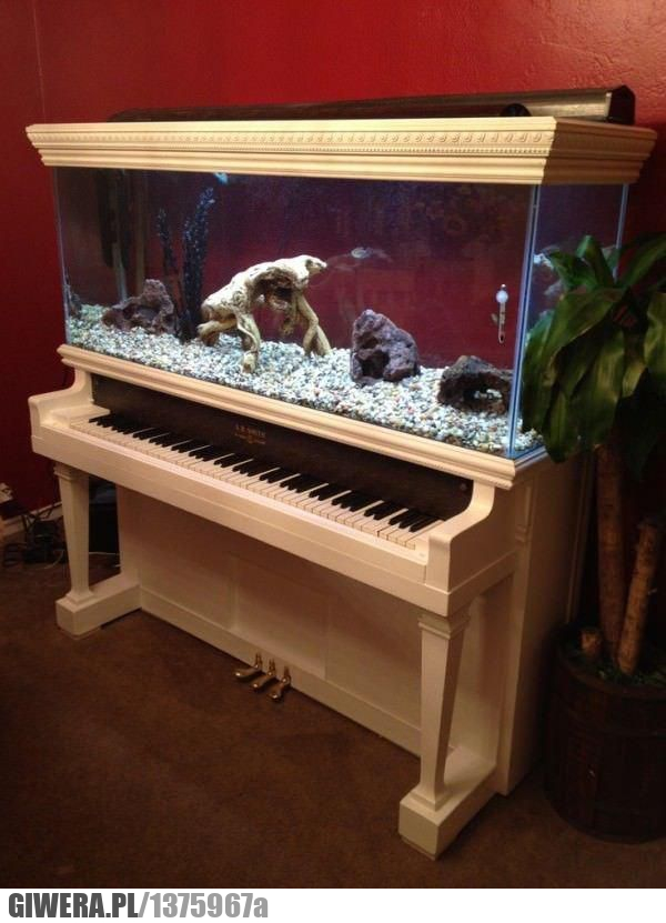 Akwarium, stary fortepian