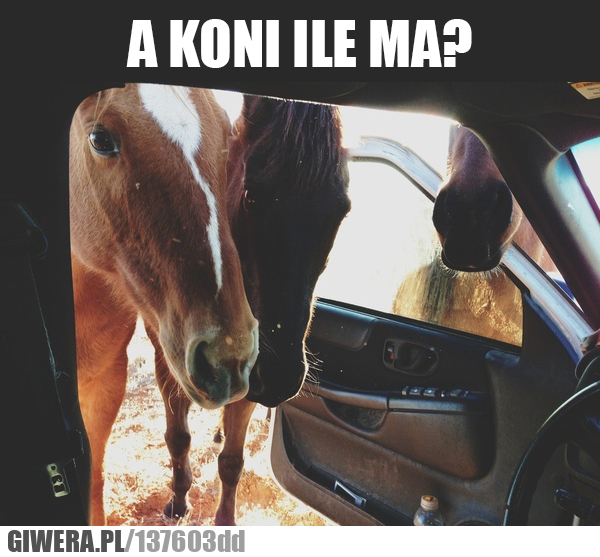 Konie,samochód