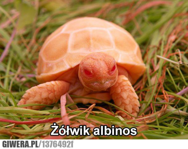 albinos