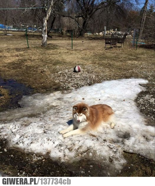 Wiosna,Husky,śnieg,zima,pies