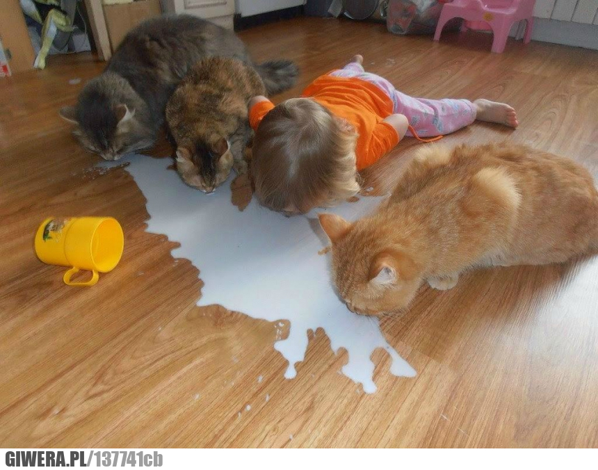 Kotek,koty,dziecko,mleko