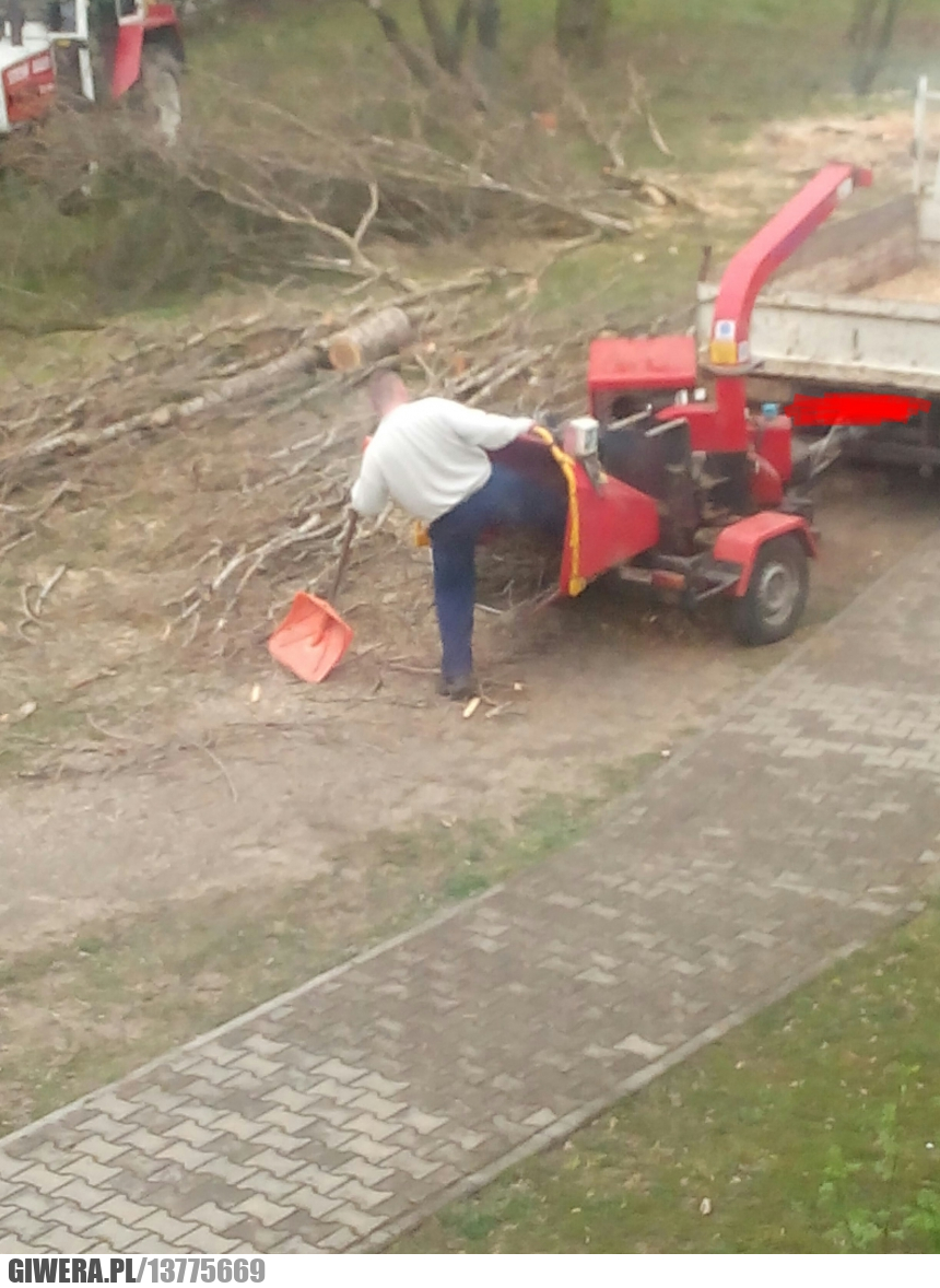 bhp,bezpieczeństwo,drzewa