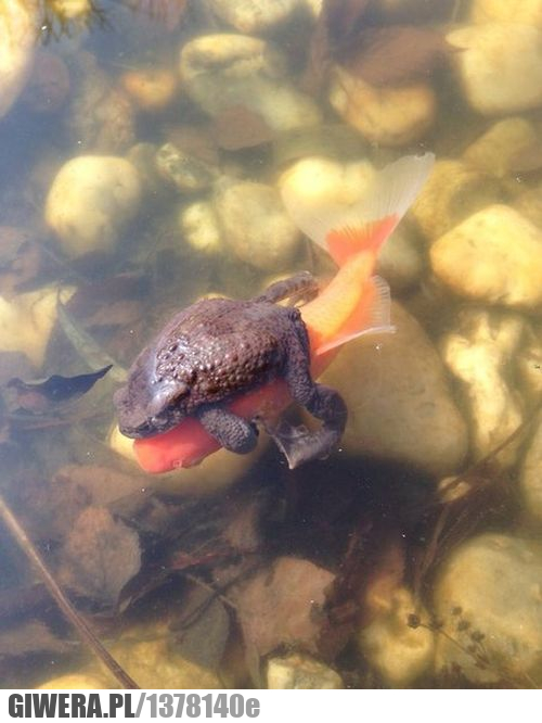 Współpraca,żaba,rybka,ryba