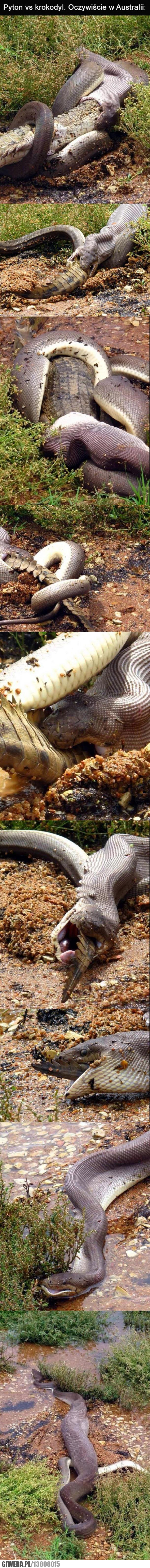 krokodyl,python