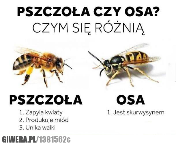 pszczoła,osa