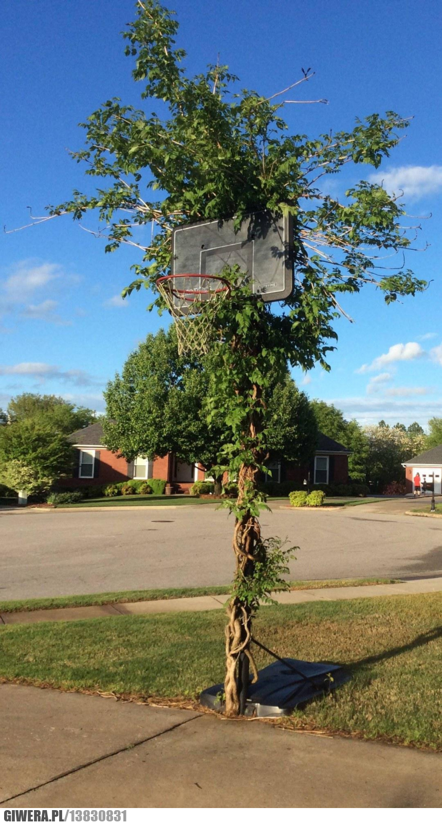 Drzewo,kosz,koszykówka