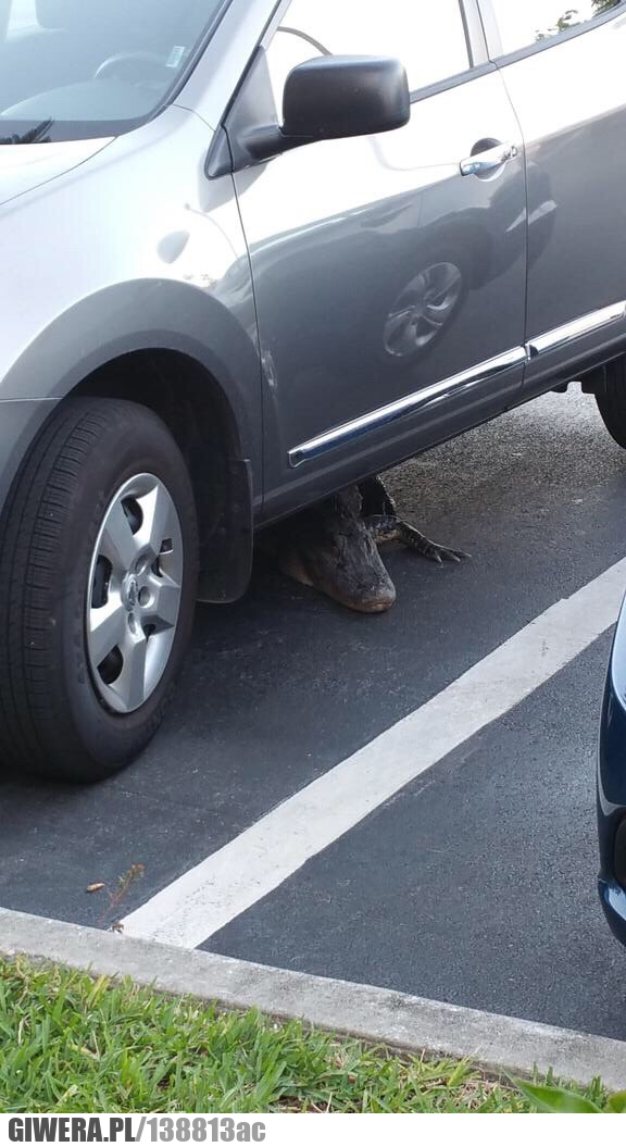 Australia,krokodyl,aligator