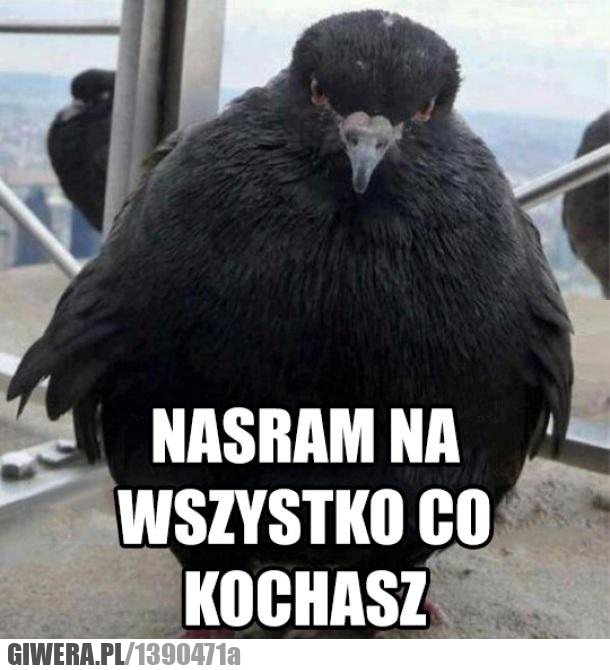 gołąb