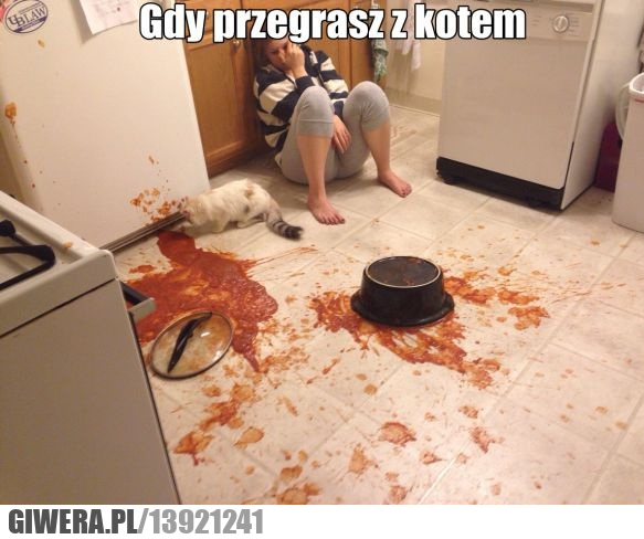 kot,