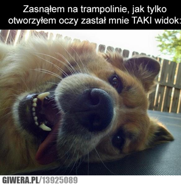 pies,piesek,piesio,pieseł,trampolina,