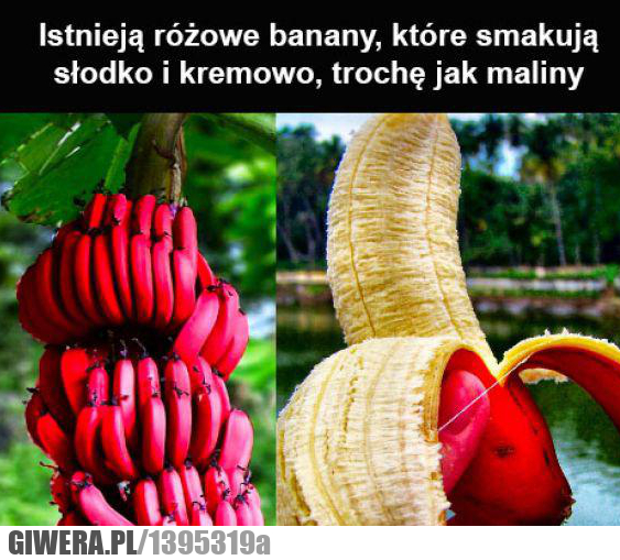 Różowe banany