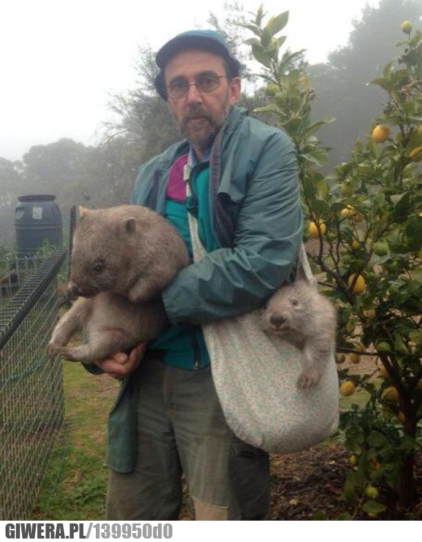 Wombat,doręczyciel