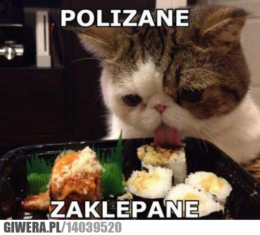 Logika kotów,polizane,sushi