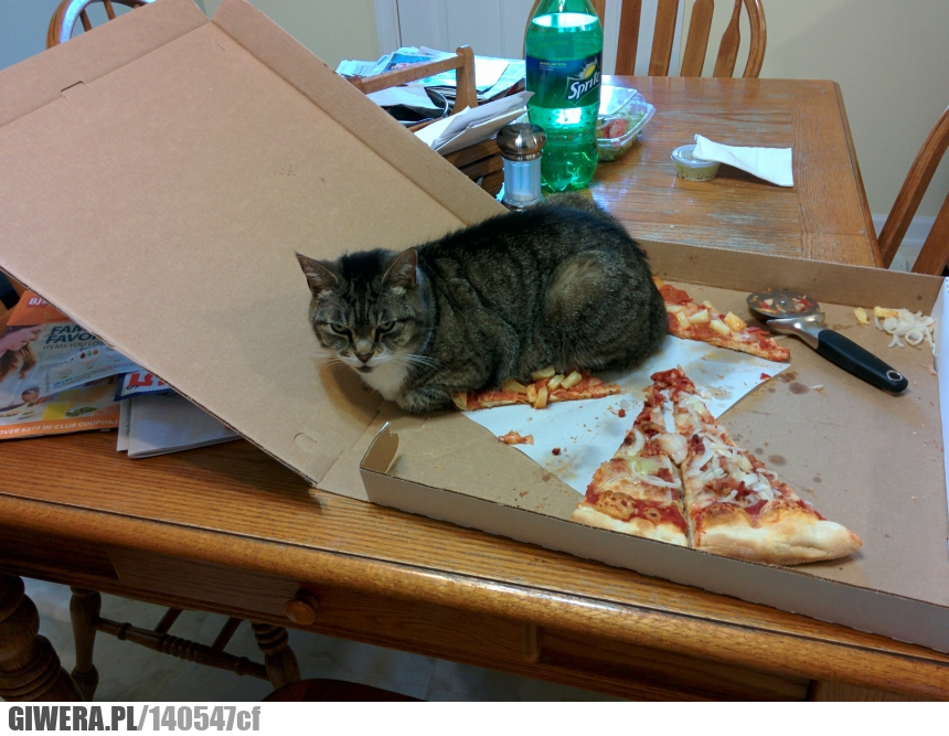 kot,pizza,wredny