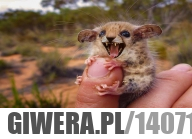 Odwaga się liczy, a nie rozmiar