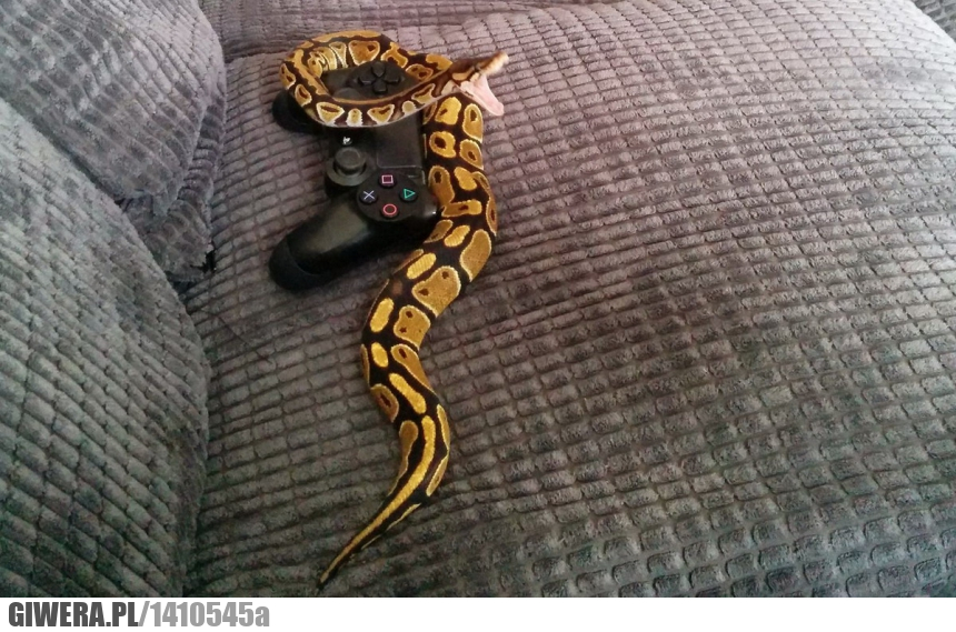 wąż,pad,ps4