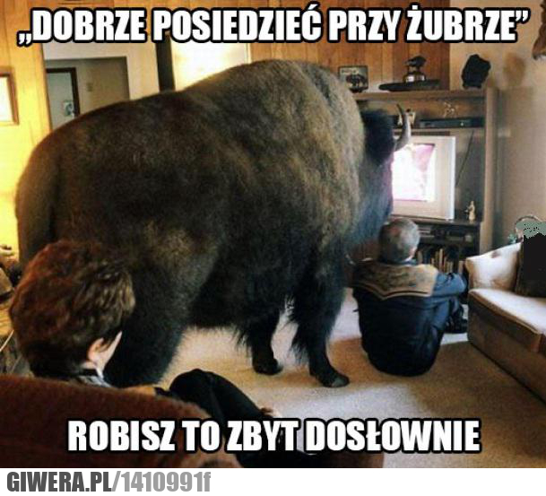 żubr