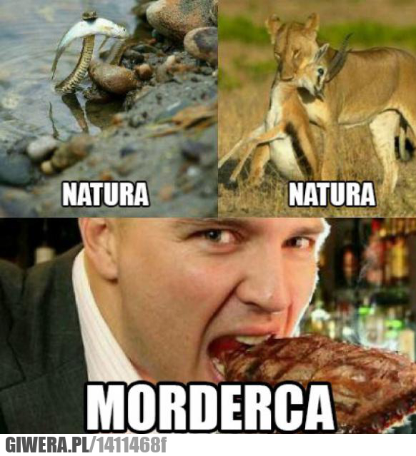 Logika wegetarian,natura,mięso