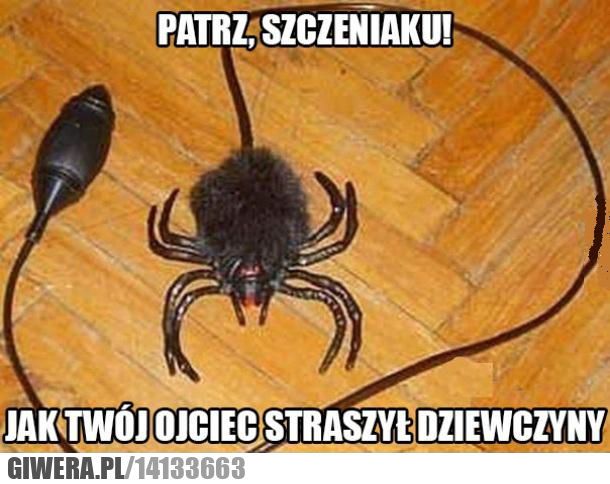 patrz,pająk