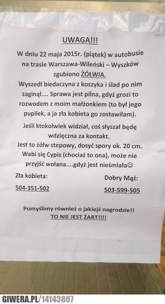 Zaginiony żółw,zła kobieta,dobry mąż