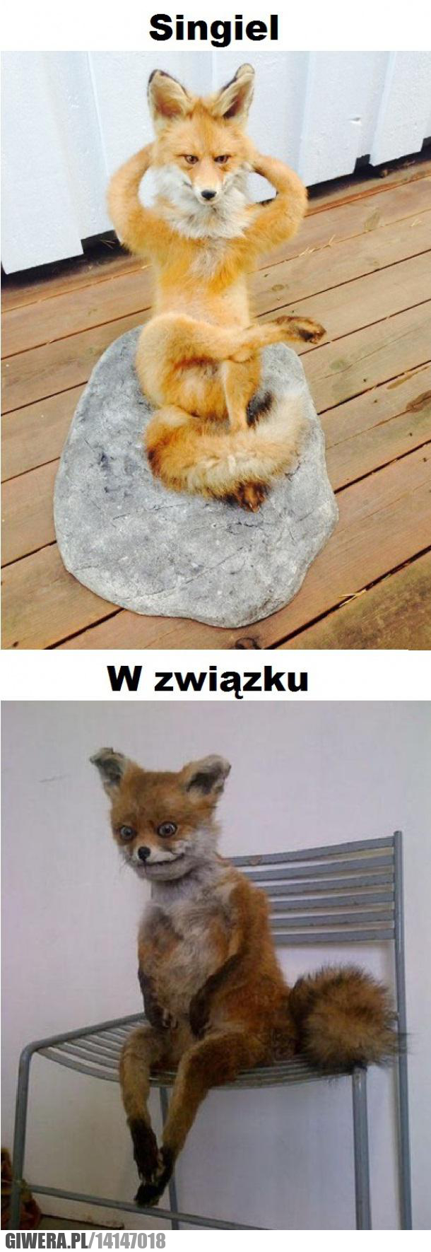 singiel,zajęty,związek