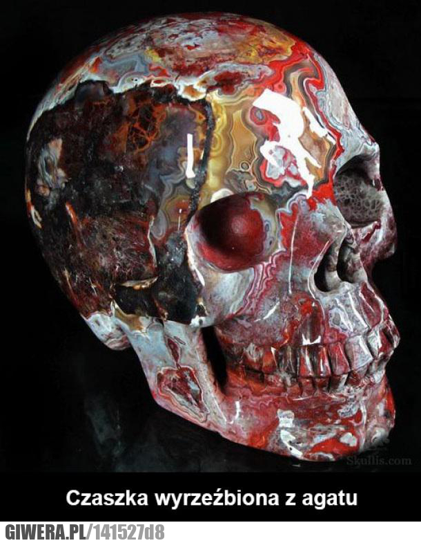 czaszka