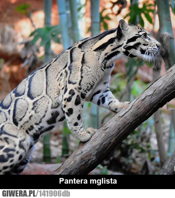 mglista,pantera