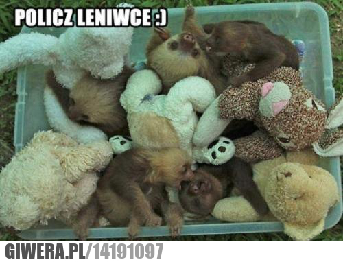 leniwce,policz