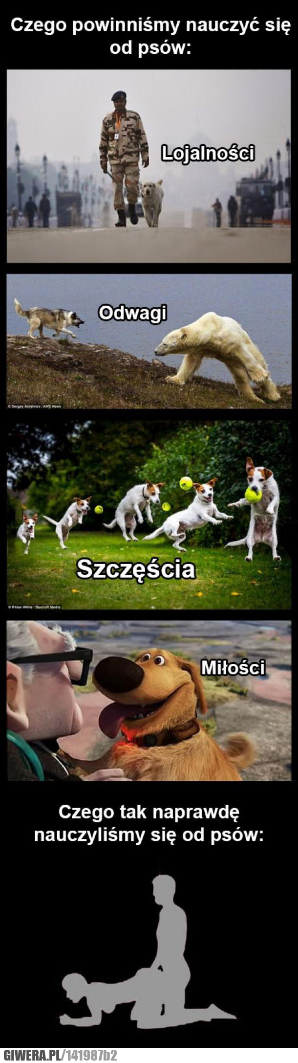 psy,nauka