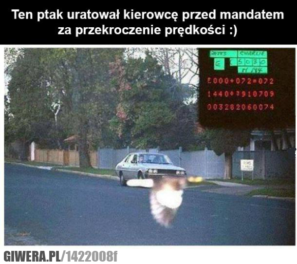 ptaszek,radar