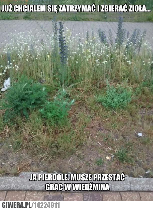 wiedźmin