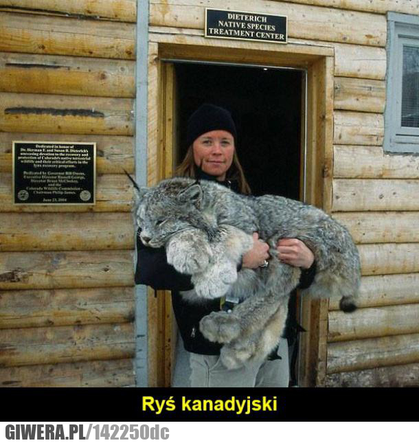 kotek,ryś