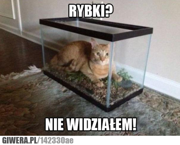 rybki,kot